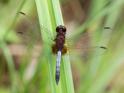 Erythrodiplax fusca (Red-faced Dragonlet) male-3.jpg